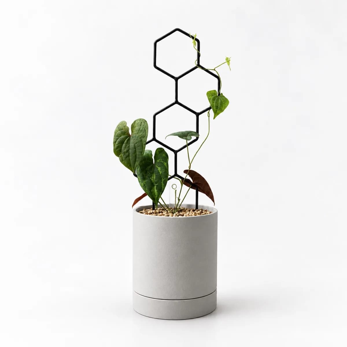 アイアン製 PLANTS POLE "5つの六角形"(全長約39cm)を挿し、葉を枠に沿わせて立ち上げた株