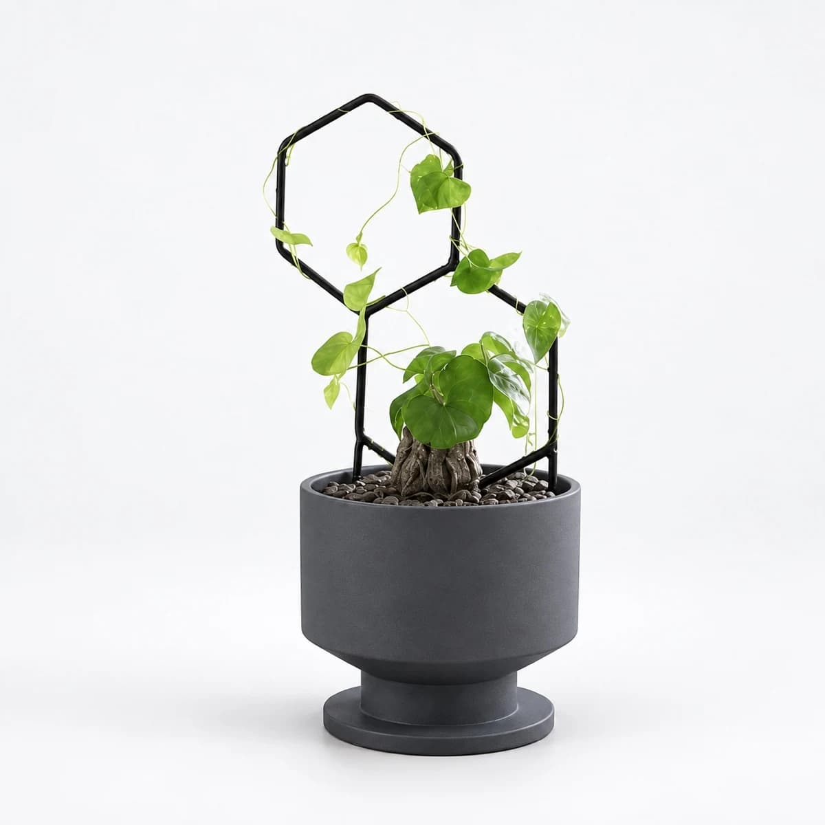 PLANTS POLE "2つの六角形" - 蔓性植物をインテリアに馴染むように飾る支柱 -(ブラック)