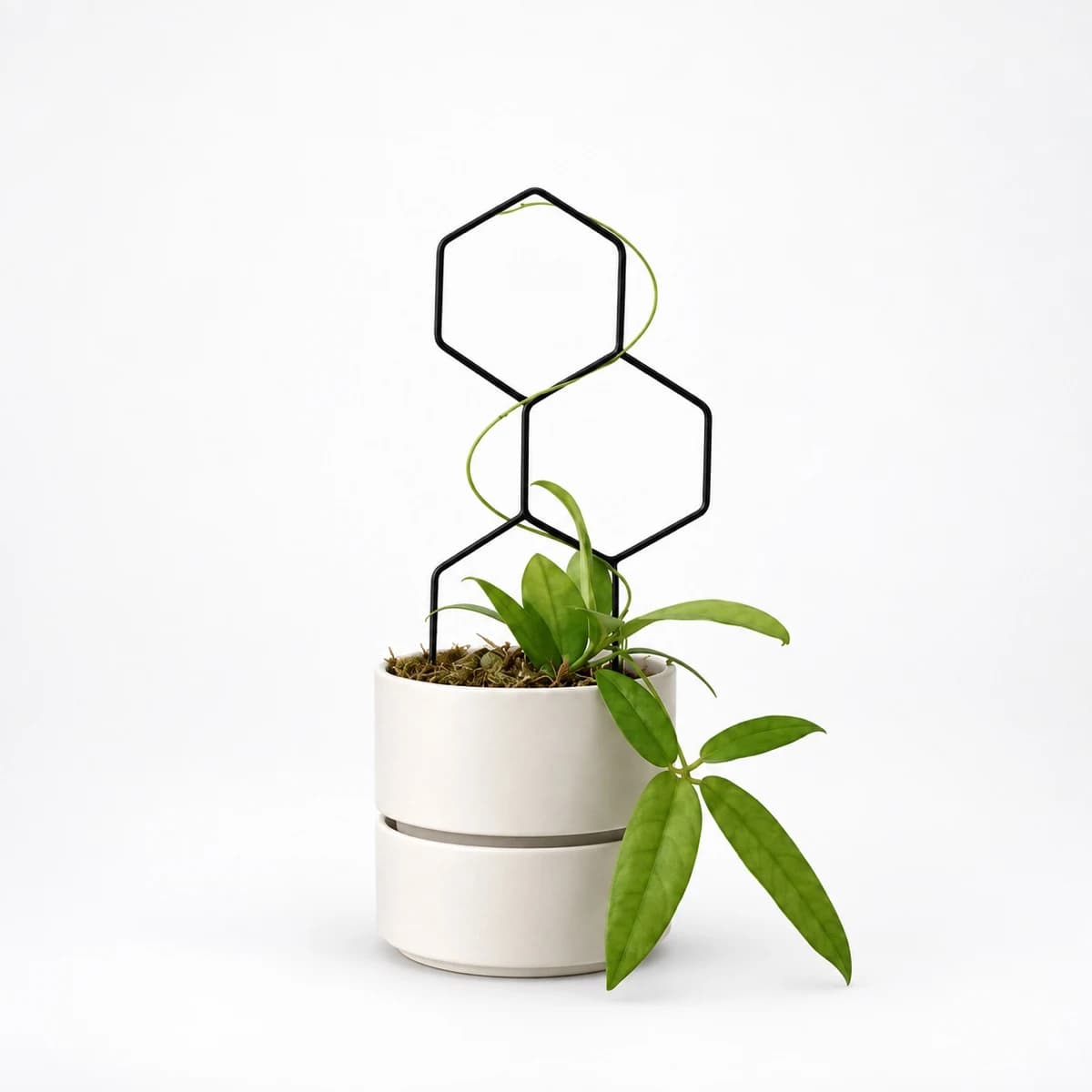 PLANTS POLE "3つの六角形" - 蔓性植物をインテリアに馴染むように飾る支柱 -(ブラック)