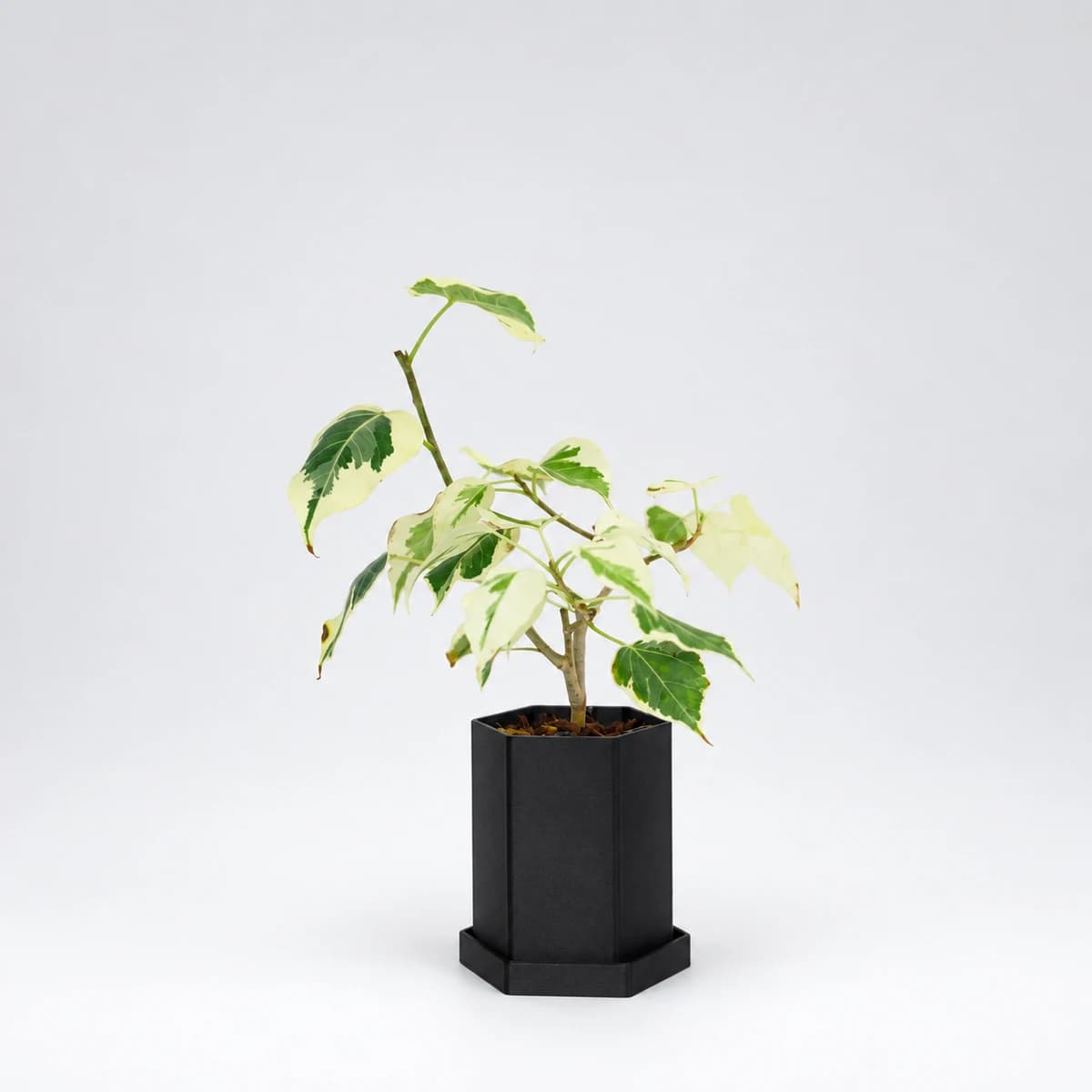 PLANTS POLE 六角鉢+受け皿 - 支柱の差込口付き3Dプリント鉢 -(ブラック)