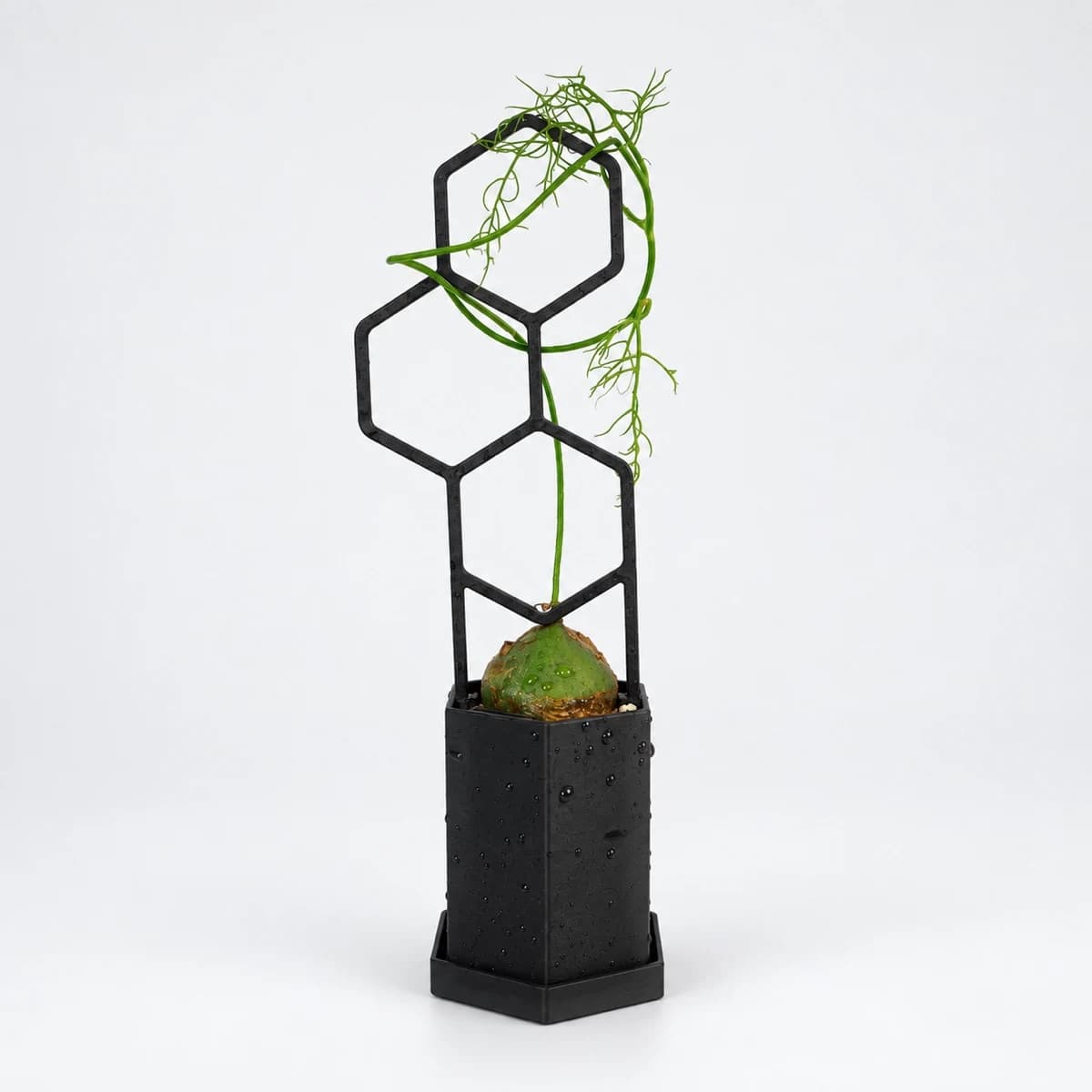 PLANTS POLE 六角鉢セット "3つの六角形"(鉢・受け皿・支柱の3点)(ブラック)