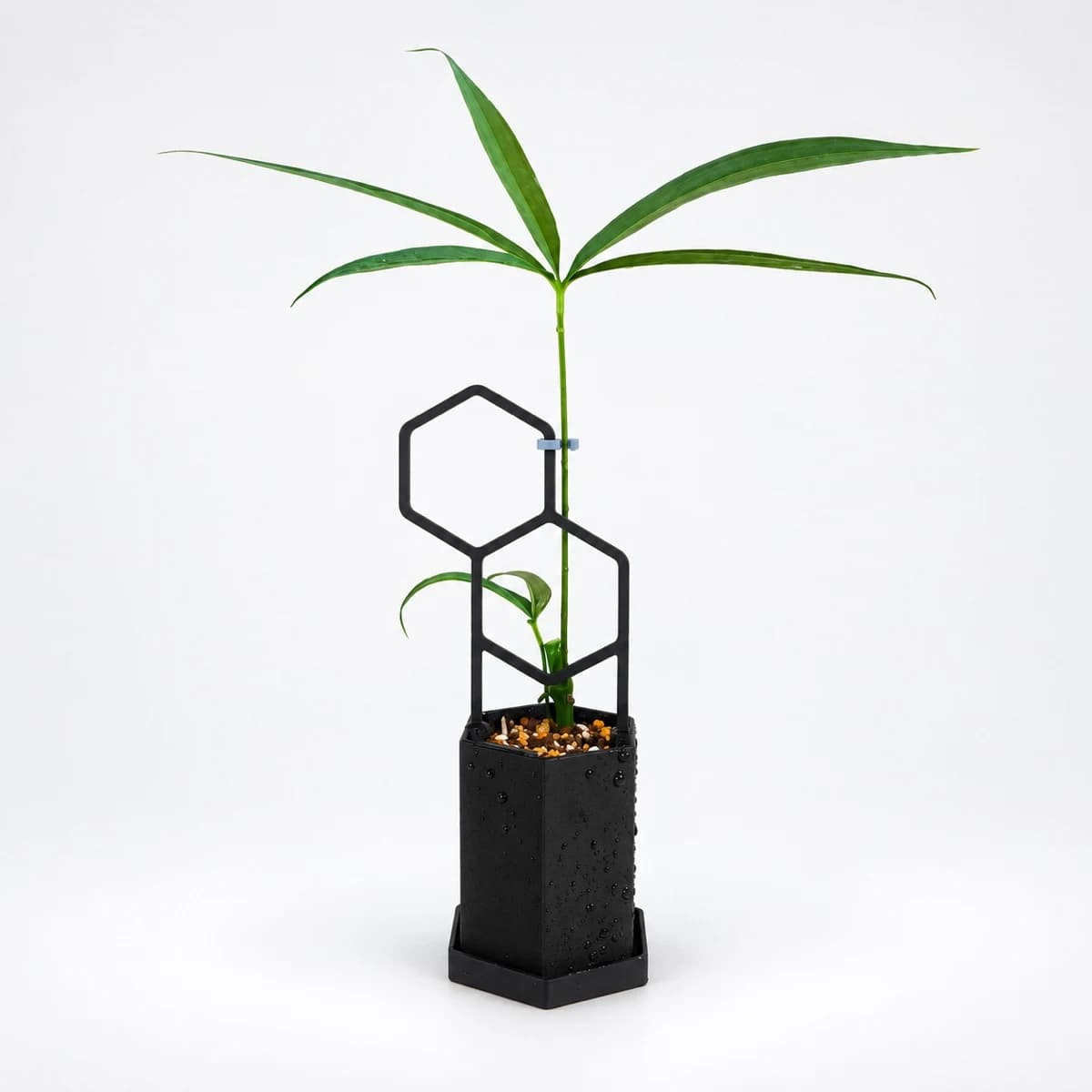 PLANTS POLE 六角鉢セット "2つの六角形"(鉢・受け皿・支柱の3点)(ブラック)