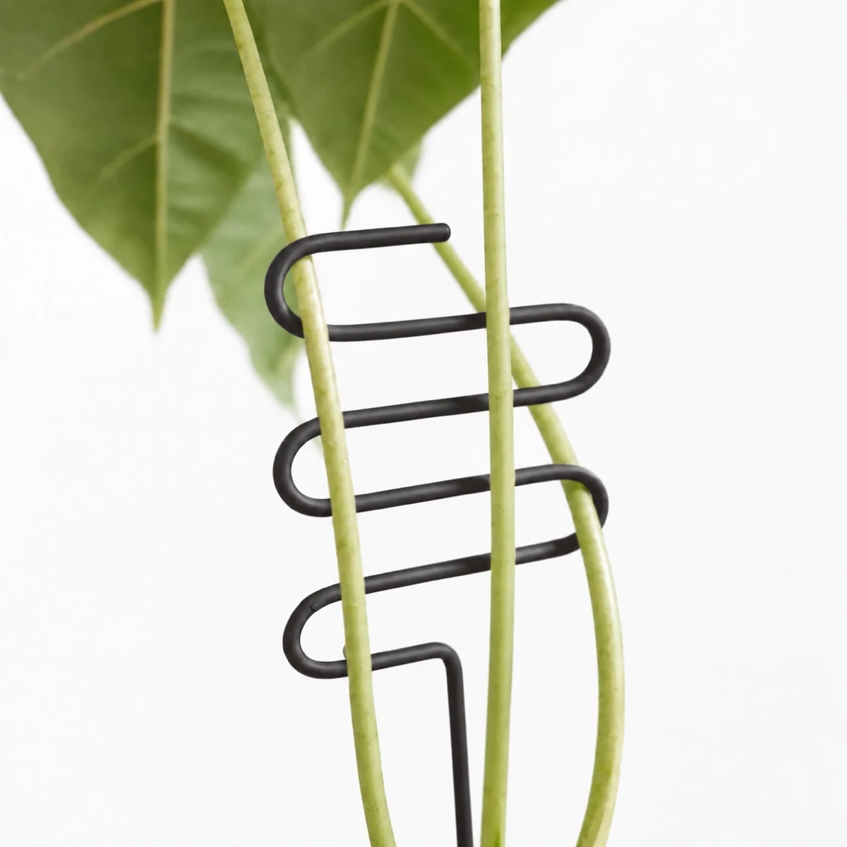PLANTS POLE ”うねうね” -横に広がる植物を矯正できる支柱-(ブラック)